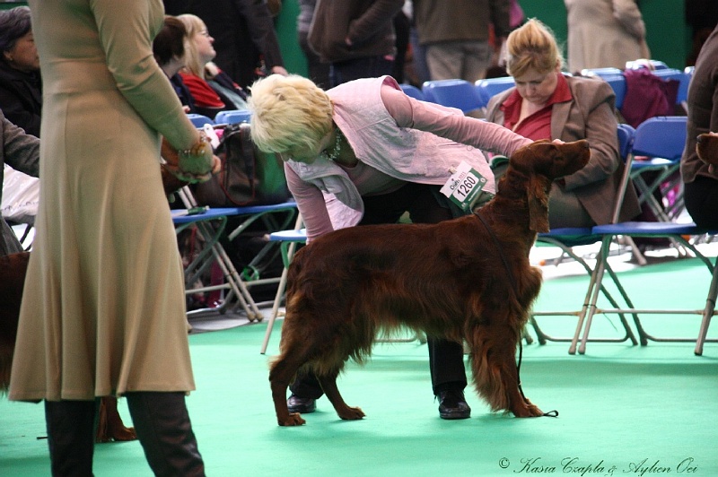 Crufts2011 625.jpg